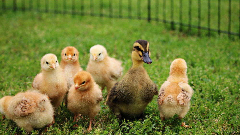 baby-farm-animals-chick-and-duckling