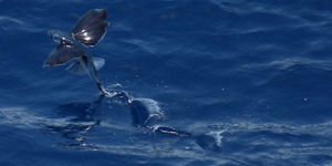 atlantic-flying-fish