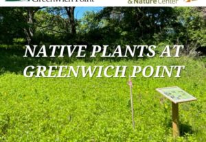 native-plants-at-greenwich-point-flyer