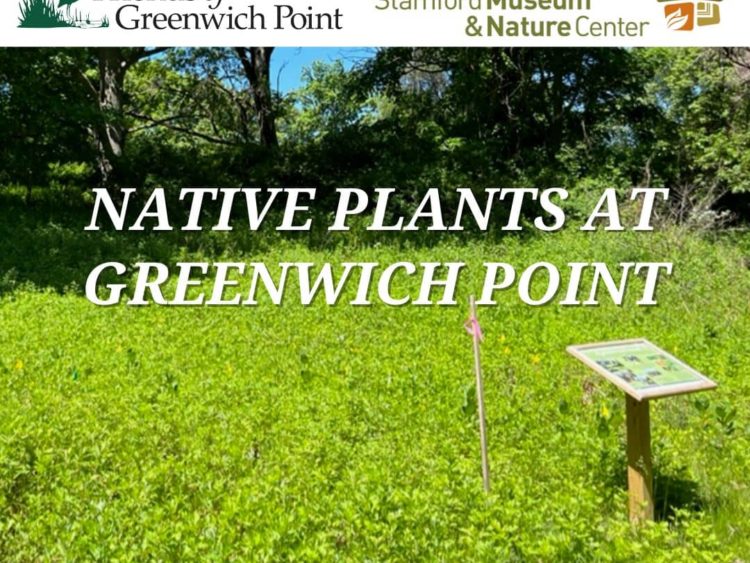 native-plants-at-greenwich-point-flyer