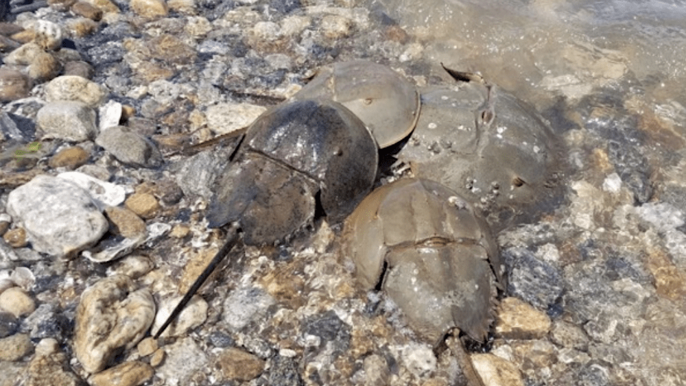 horseshoe-crabs-spawning