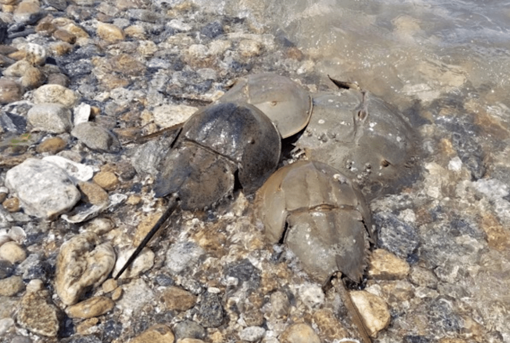Column Return of the Living Fossils Horseshoe Crabs Reemerge on
