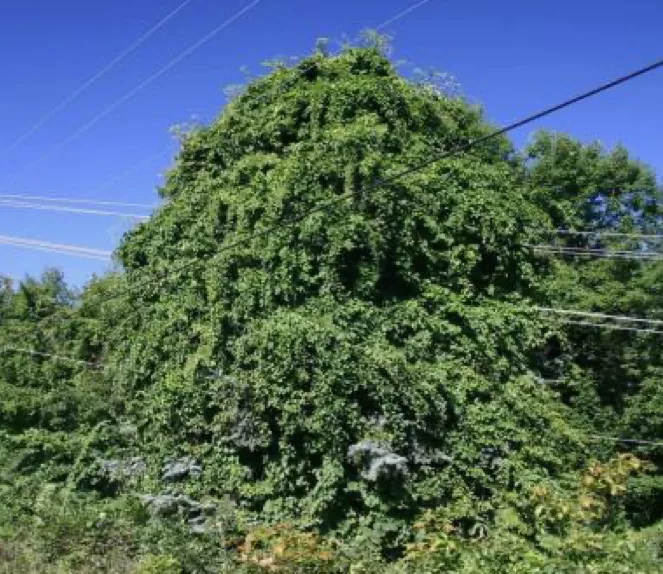 greenwich climbing vines