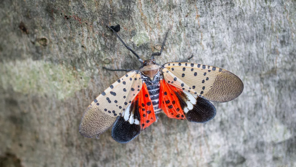 topviewofspottedlanternflychestercountypennsylvania