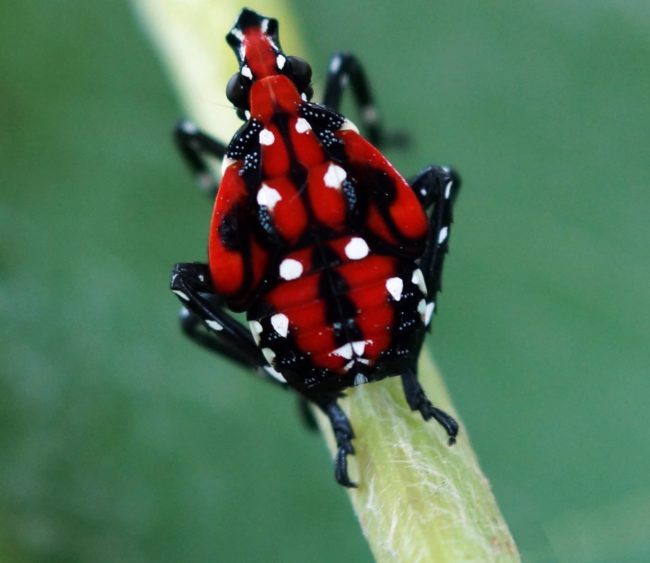 verticalimageoffourth-instarstageofspottedlanternflylycormadelicatula-2