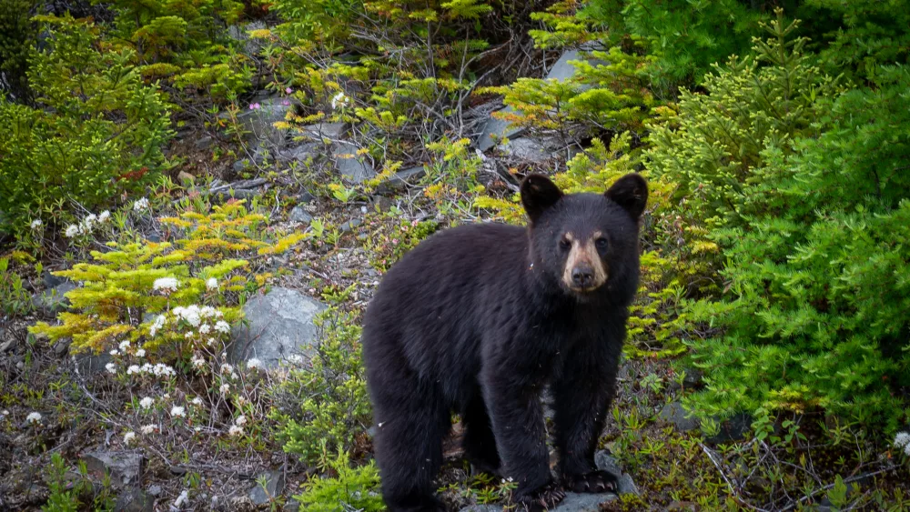 asinglewildblackbearcubsearchesforfoodalong