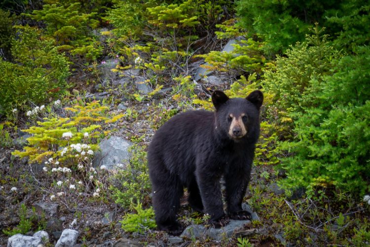 asinglewildblackbearcubsearchesforfoodalong