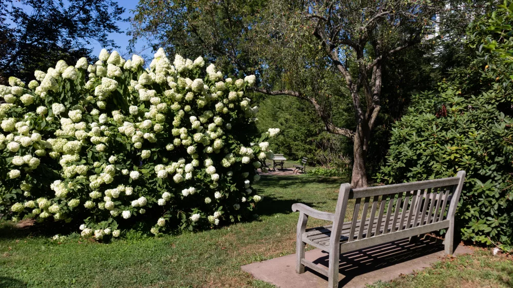 greenwich-common-park-with-flowering-plants-and-an-empty-bench-in-downtown-greenwich-connecticut