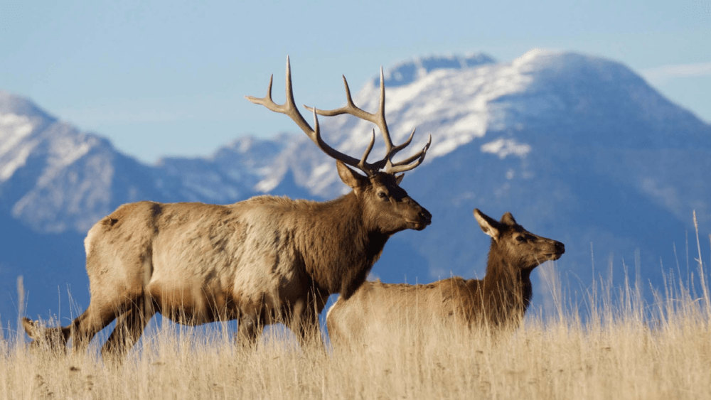 the-north-american-elk