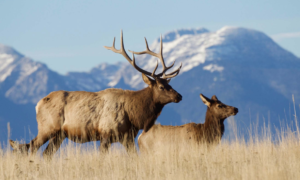 the-north-american-elk