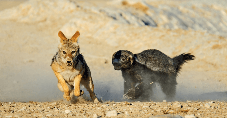 Fearless and Fierce: The Unstoppable Nature of the Honey Badger | BULB