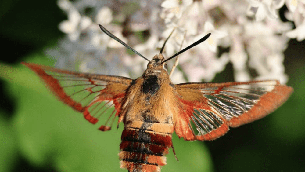 hummingbird-clearwing-moth-fi