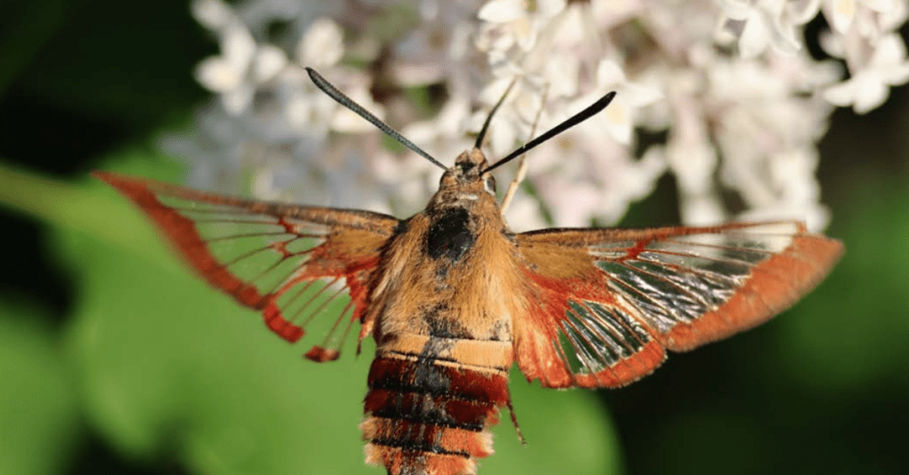 https://dehayf5mhw1h7.cloudfront.net/wp-content/uploads/sites/1491/2023/11/02150520/Hummingbird-Clearwing-Moth-FI-1024x535.png