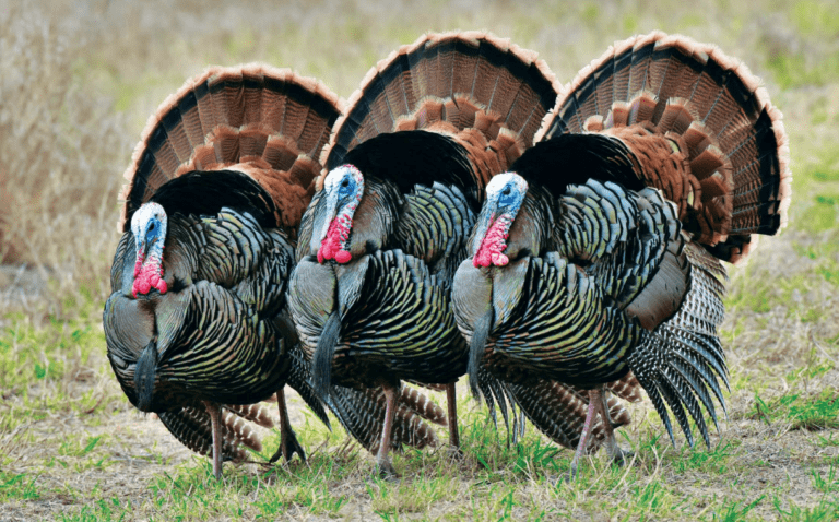 wild-turkey-2
