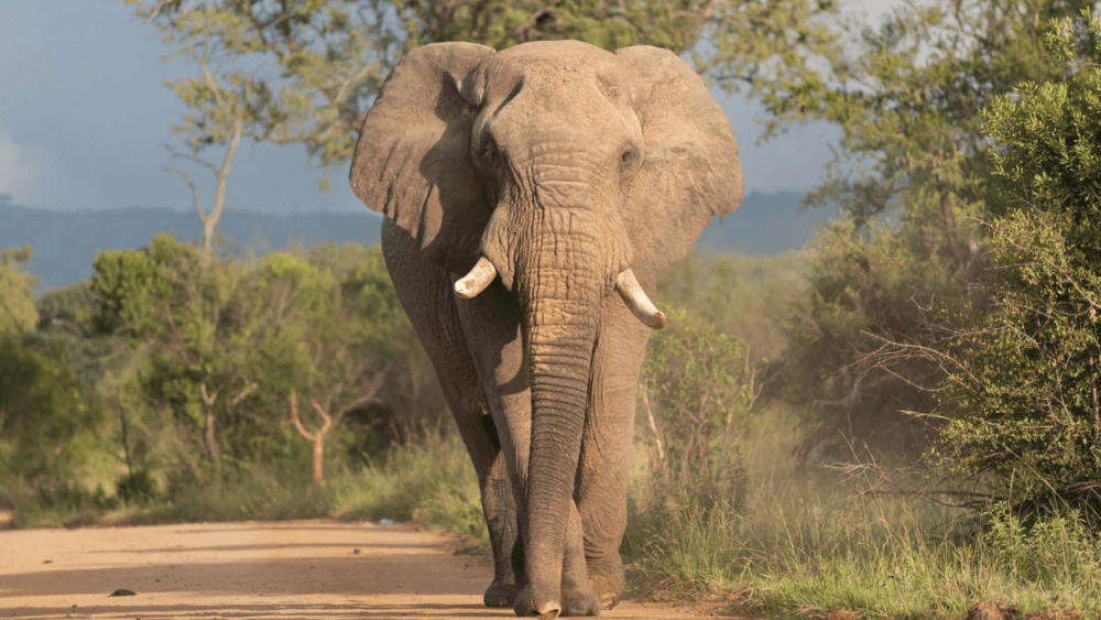 african-bush-elephant-fi