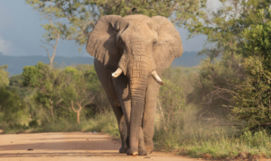 african-bush-elephant-fi