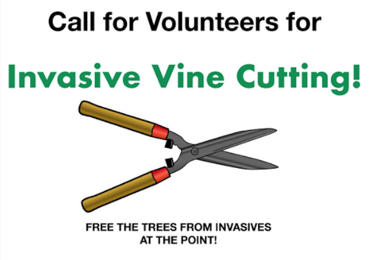 vine-cutting