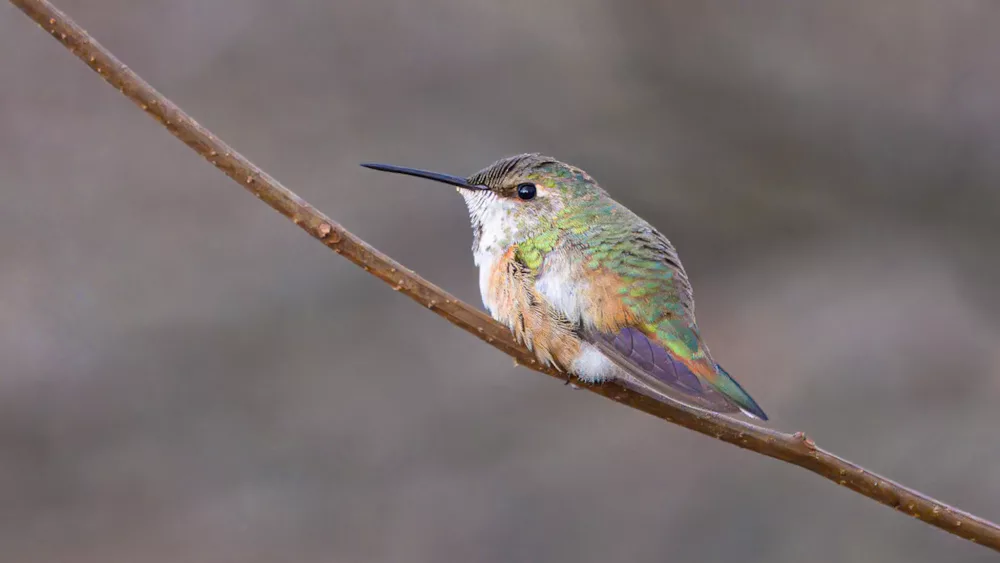 wisker-87a8513-topaz-denoiseraw-sharpen-1