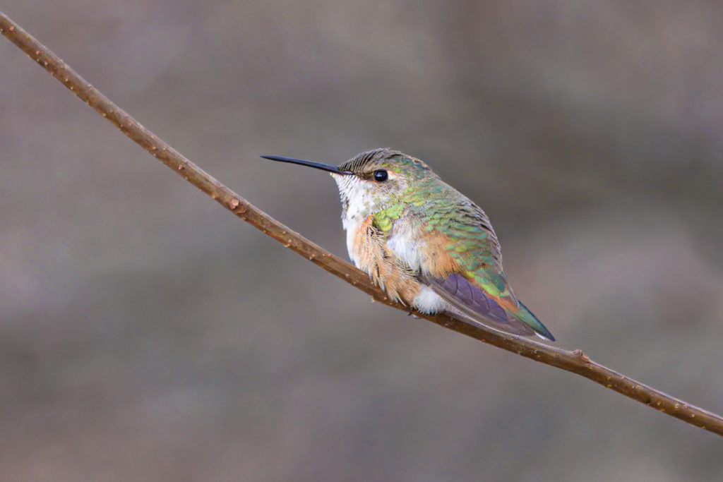 The Greenwich Community Embraces the Rare Visit of a Rufous