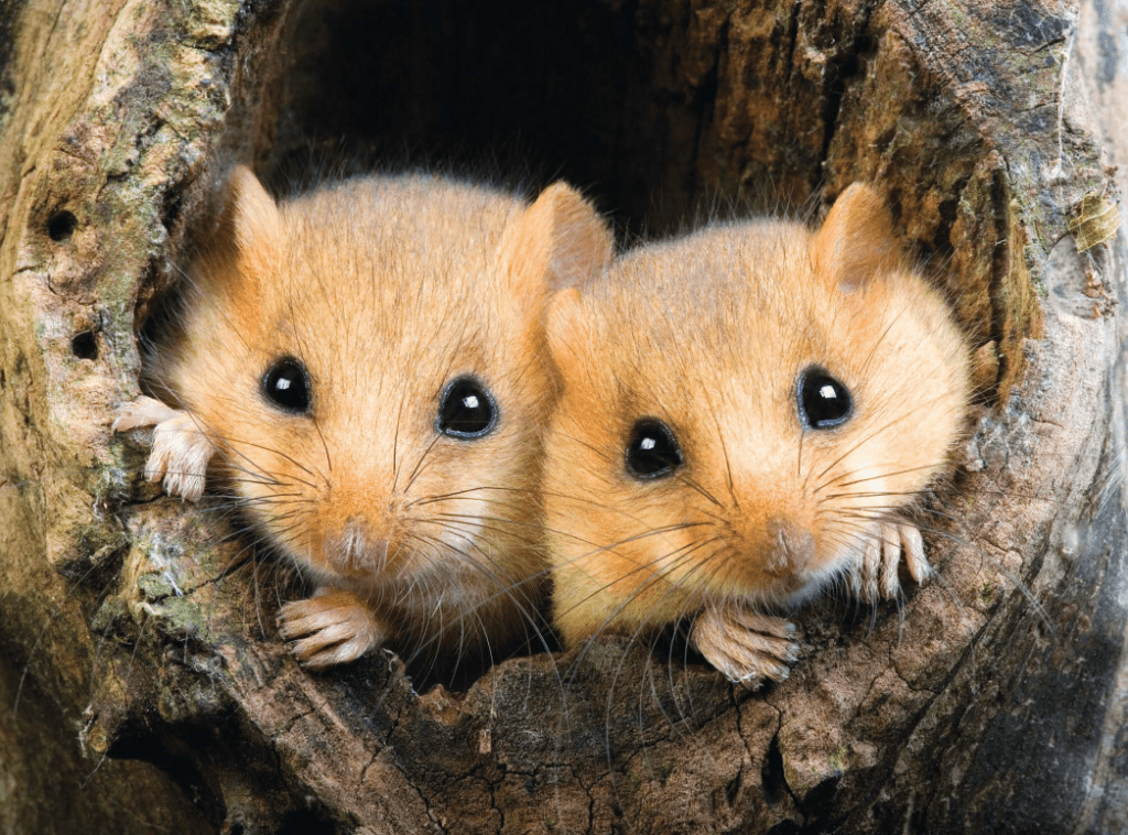 Wildly Successful: The Dormouse | Greenwich Sentinel | Greenwich Sentinel