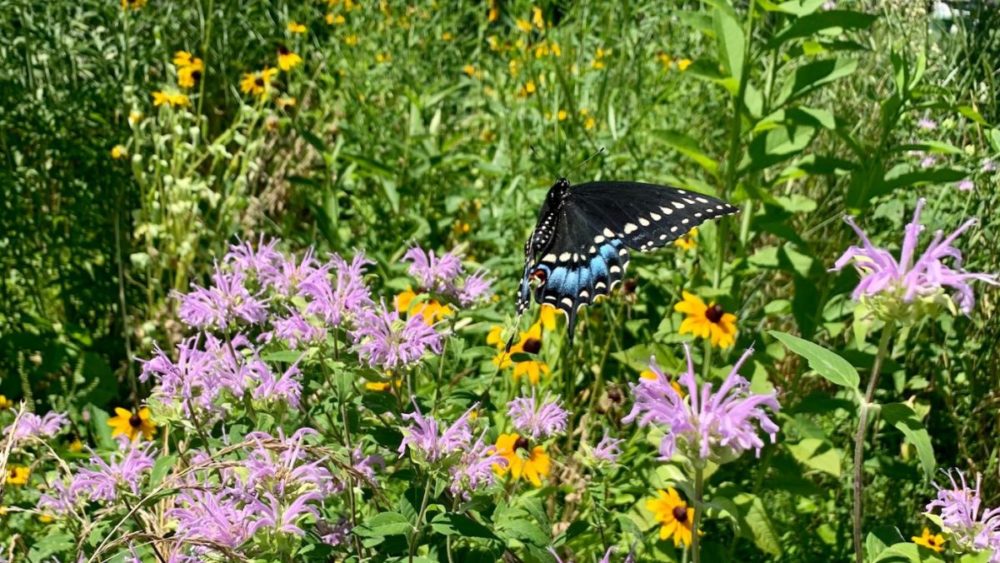 glt-butterfly-in-meadow