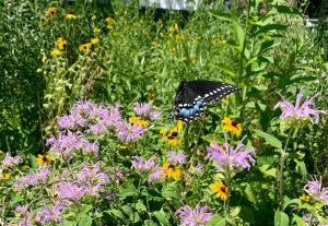 glt-butterfly-in-meadow