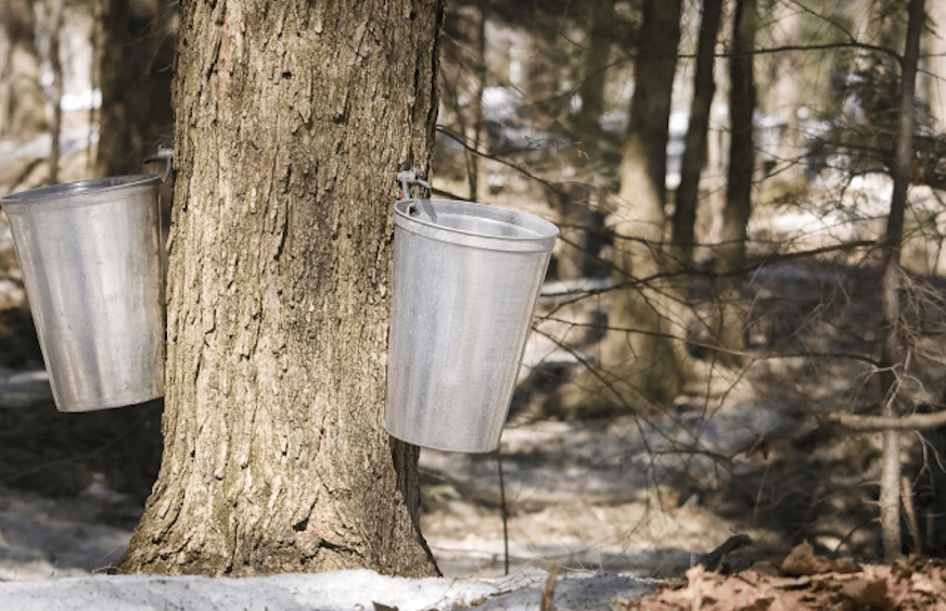 tapping-maple-tree-2
