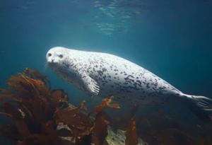 the-harbor-seal