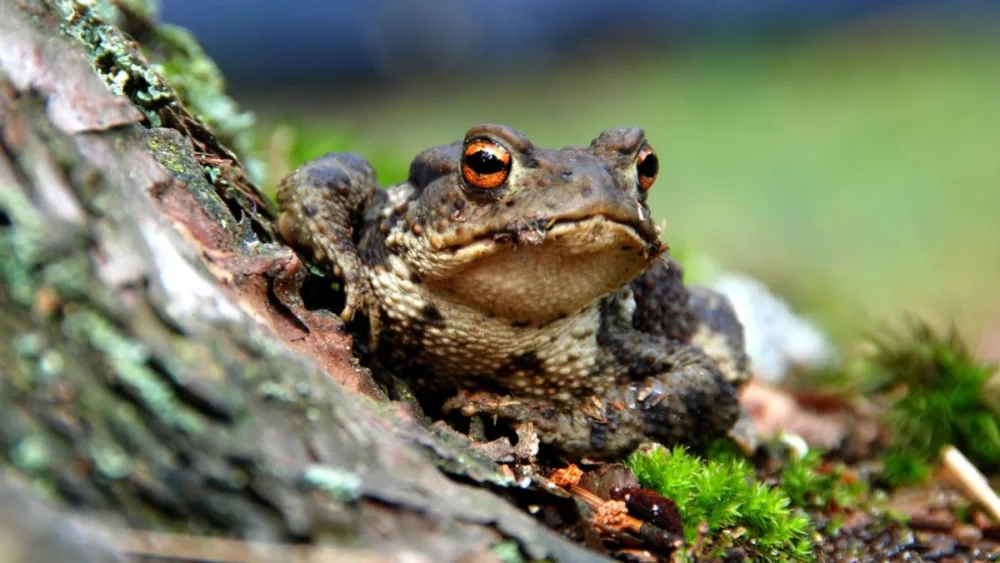 frog-amphibian-on-tree