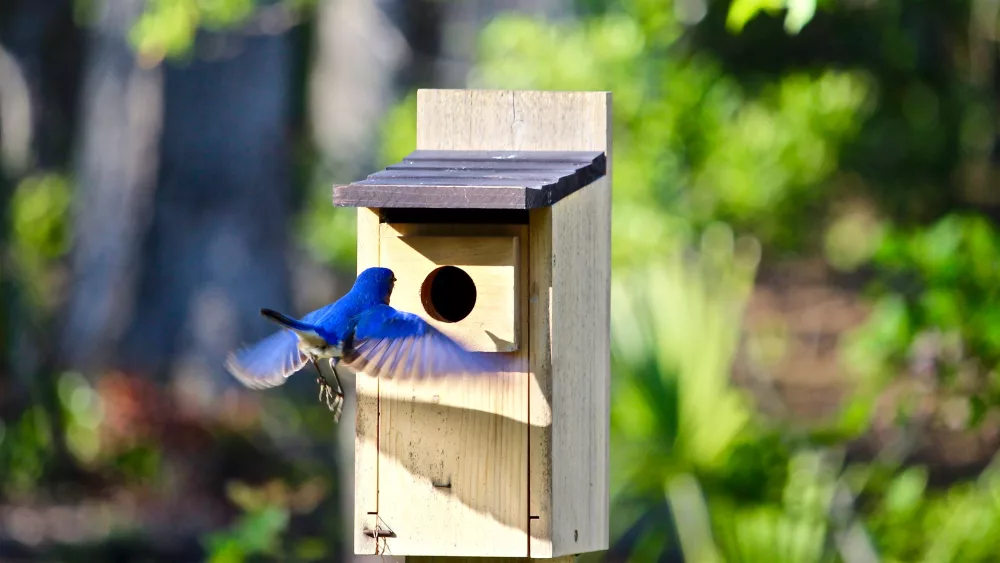 eastern-bluebird-2