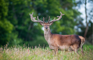 large-red-stag-deer
