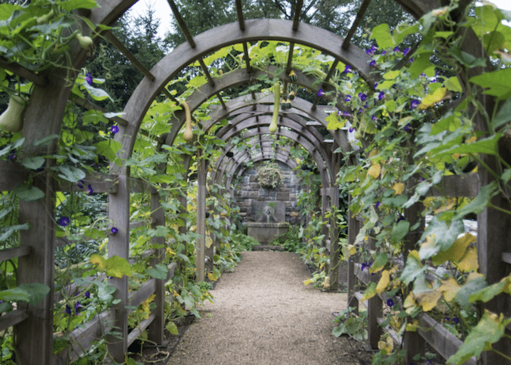 garden-trellis-courtesy-of-sleepy-cat-farm