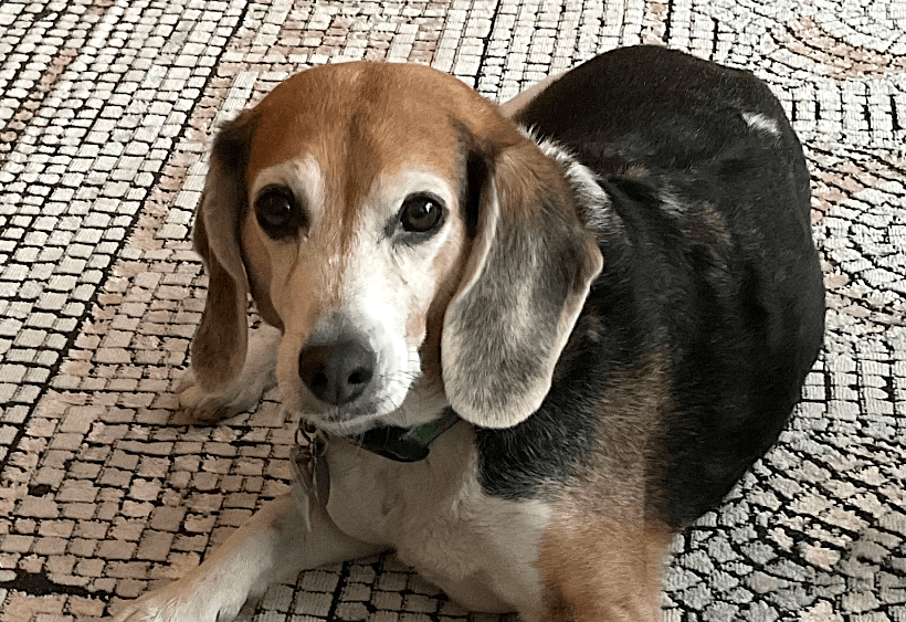wendell-the-dog
