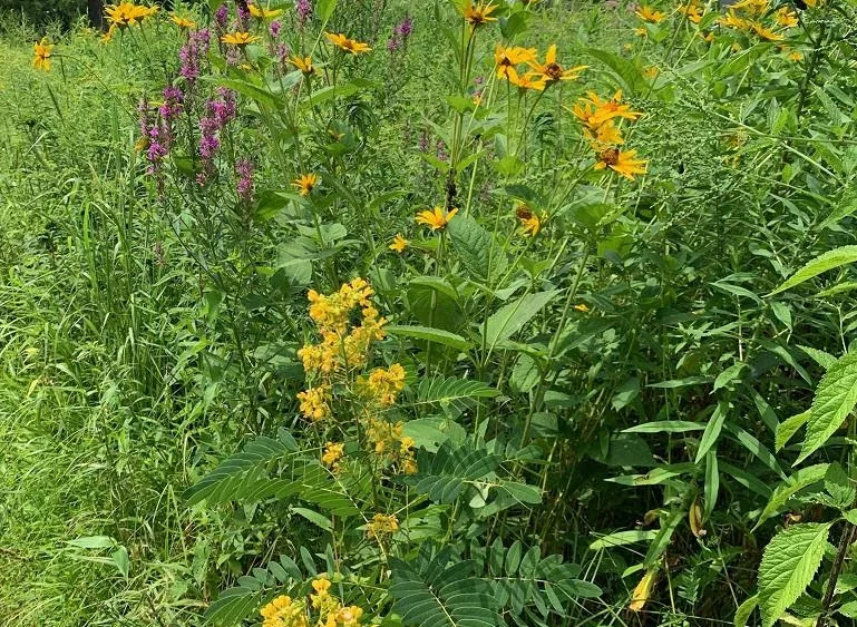 native-plants-2