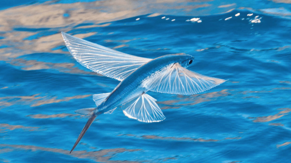 the-four-winged-flying-fish