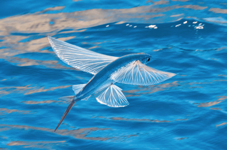 the-four-winged-flying-fish