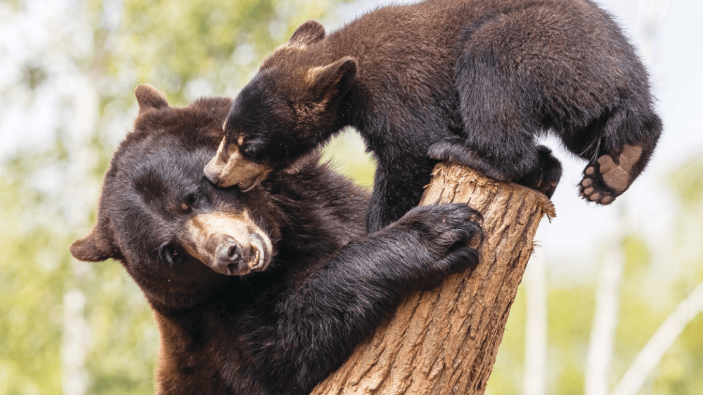 the-american-black-bear