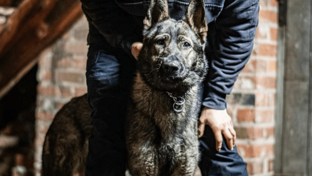 k-9-arrow