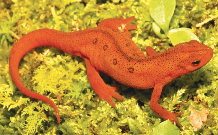 the-eastern-newt