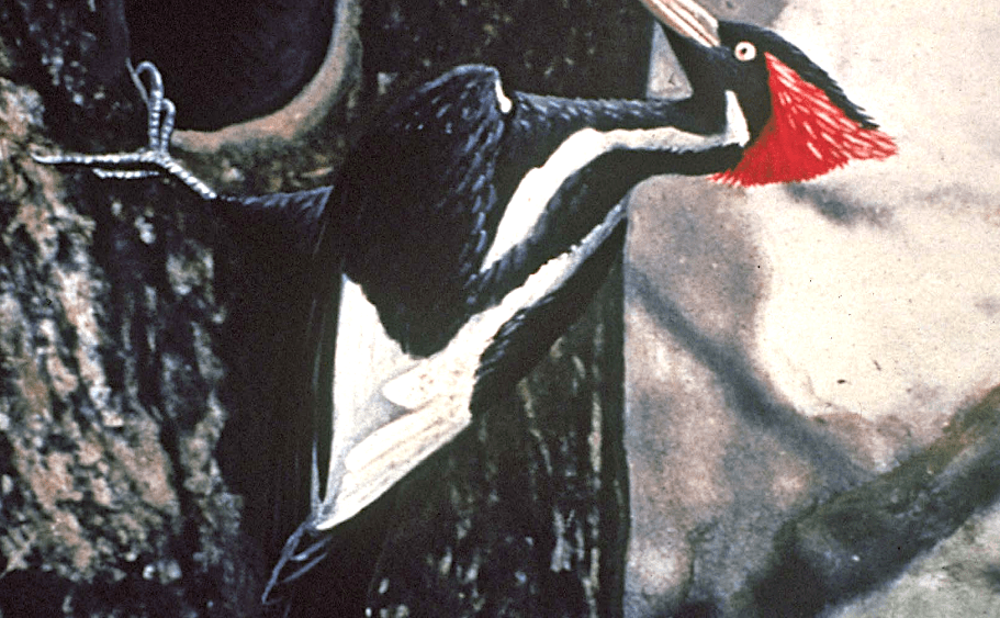 the-ivory-billed-woodpecker