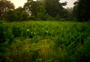 bill-and-mary-ellen-mcdonald-new-canaan-firefly-meadow