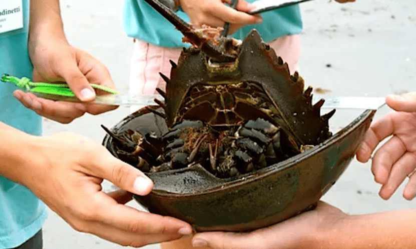 horseshoe-crab