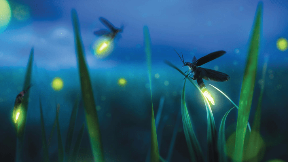 the-firefly