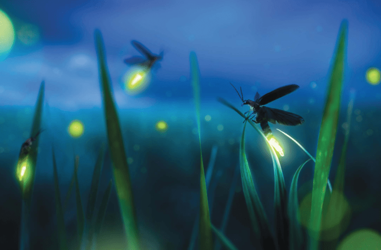 the-firefly