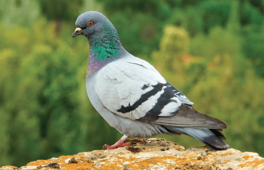 the-rock-dove