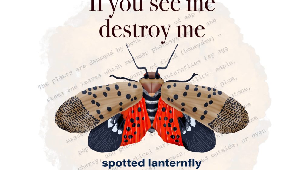 thespottedlanternflyisaninvasivepest