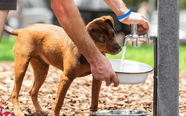 keeping-pets-cool-in-hot-weather