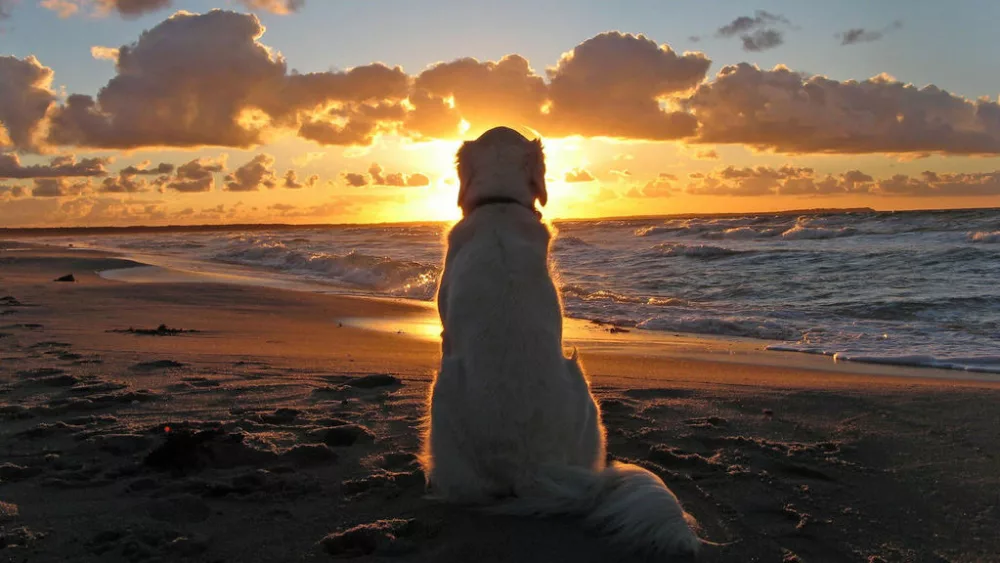 dog_on_beach_at_sunset