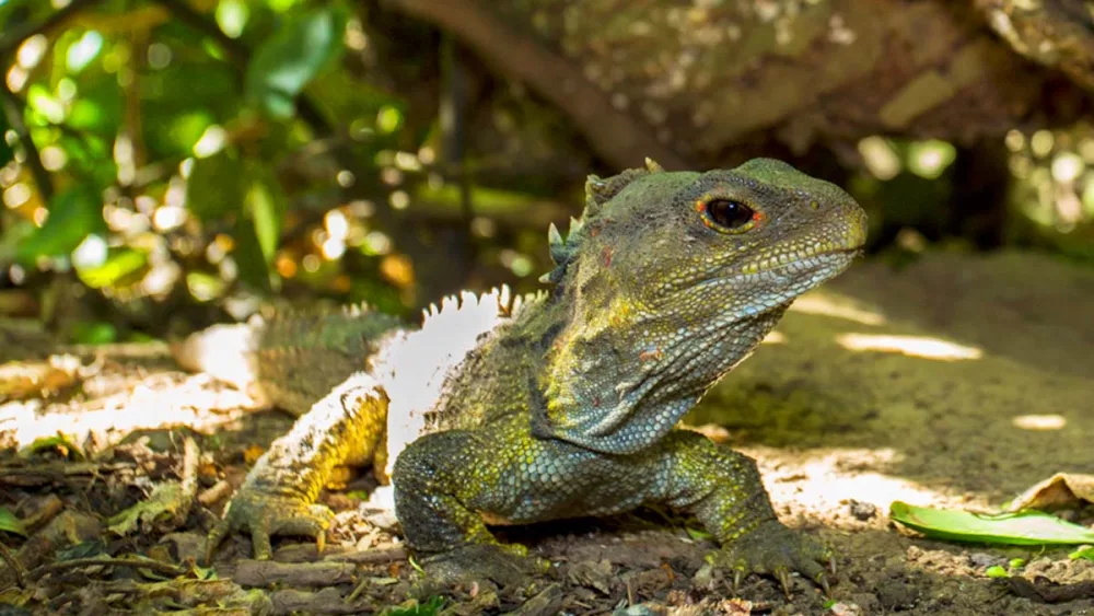 the-tuatara