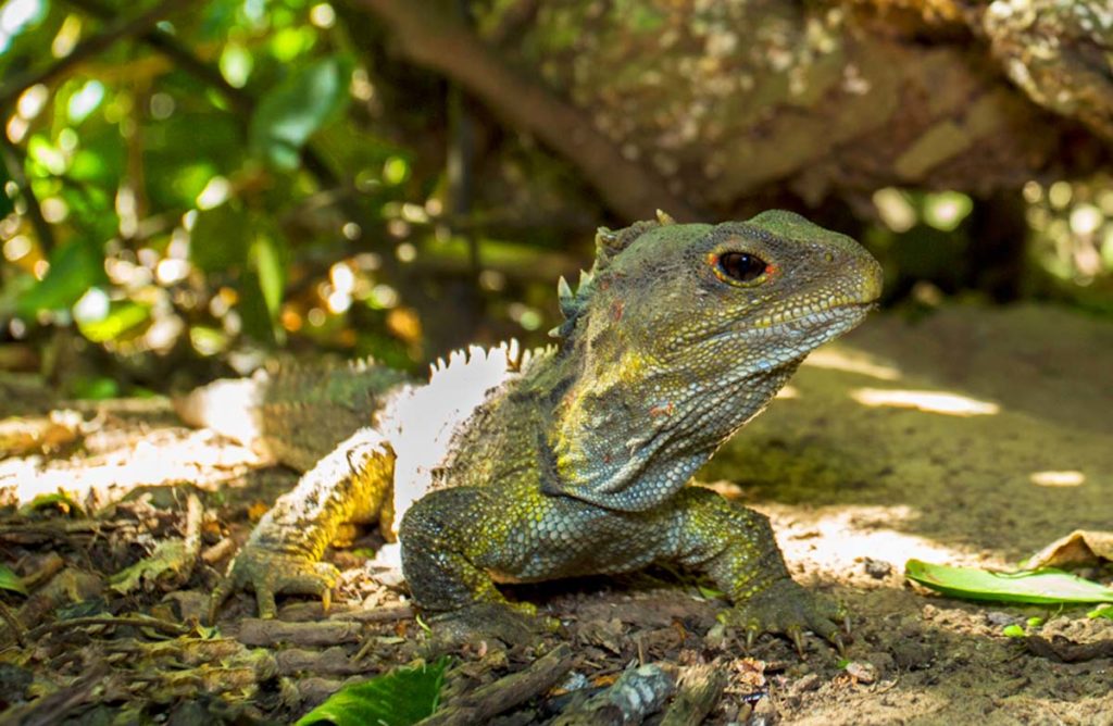 Wildly Successful: The Tuatara | Greenwich Sentinel Wildly Successful: The Tuatara | Greenwich Sentinel